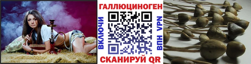 KRAKEN онион  Цивильск  Псилоцибиновые грибы Magic Shrooms 